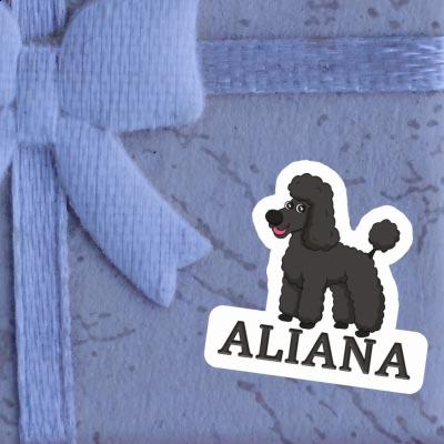Autocollant Caniche Aliana Gift package Image
