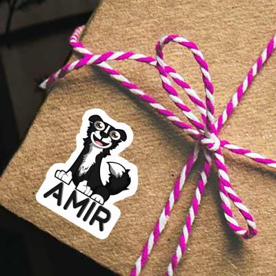 Border Collie Autocollant Amir Gift package Image