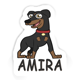 Sticker German Pinscher Amira Image