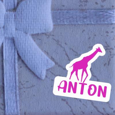 Autocollant Anton Girafe Gift package Image