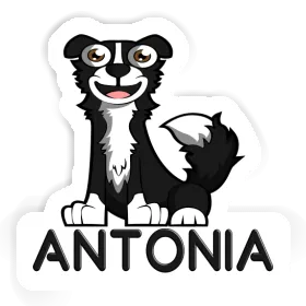 Sticker Antonia Border Collie Image