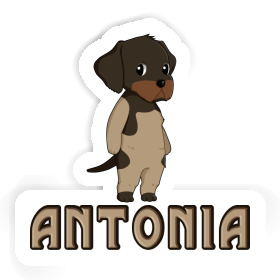 Sticker German Wirehaired Antonia Image