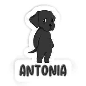 Labrador Sticker Antonia Image