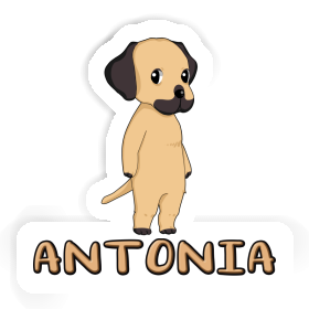 Sticker Antonia Rhodesian Ridgeback Image