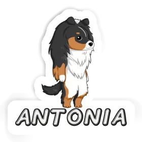 Antonia Sticker Sheltie Image