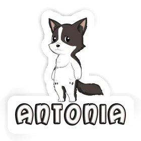 Border Collie Sticker Antonia Image