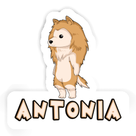 Antonia Sticker Collie Image