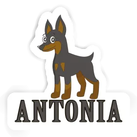 Pinscher Sticker Antonia Image