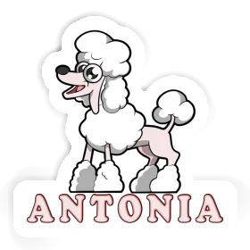 Pudel Sticker Antonia Image