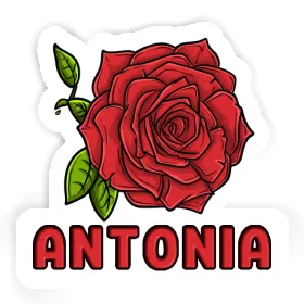 Antonia Sticker Rose blossom Image