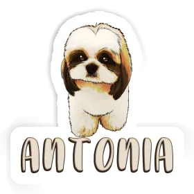 Sticker Antonia Shih Tzu Image