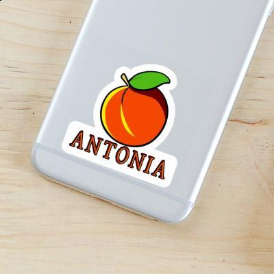 Apricot Sticker Antonia Gift package Image