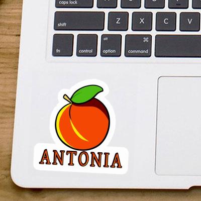 Apricot Sticker Antonia Laptop Image