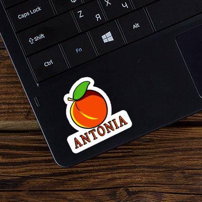 Apricot Sticker Antonia Laptop Image