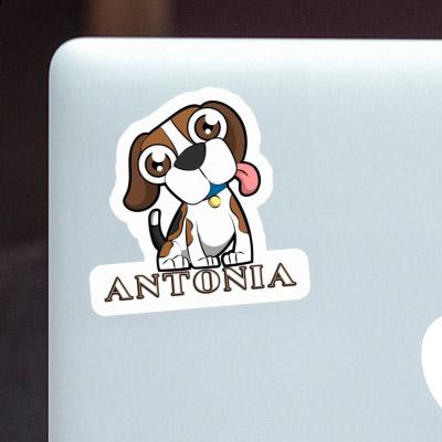 Sticker Beagle Antonia Gift package Image