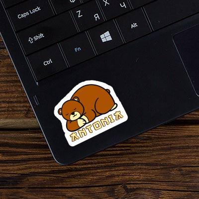 Sticker Bear Antonia Laptop Image