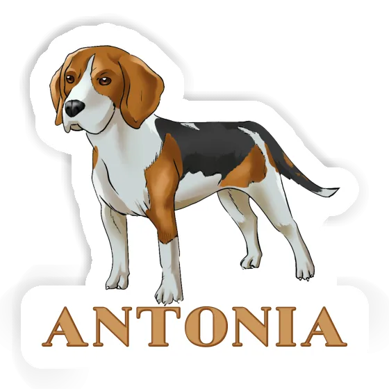 Autocollant Beagle Antonia Gift package Image