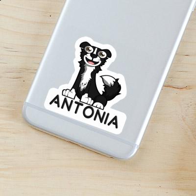 Autocollant Collie Antonia Gift package Image