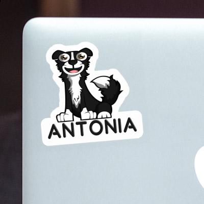 Autocollant Collie Antonia Laptop Image