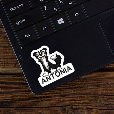 Autocollant Collie Antonia Laptop Image