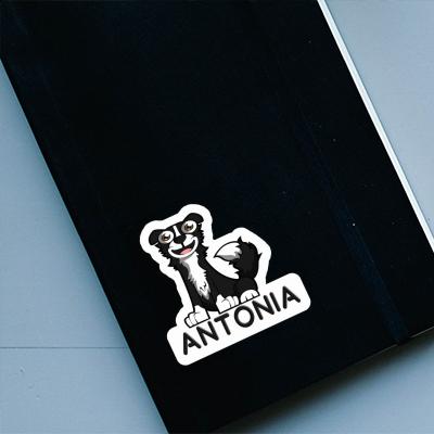 Sticker Antonia Border Collie Laptop Image