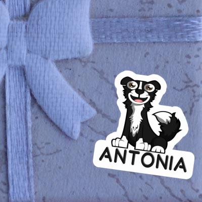 Autocollant Collie Antonia Gift package Image