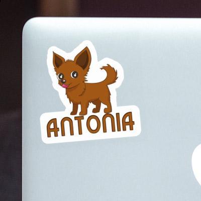 Autocollant Chihuahua Antonia Gift package Image