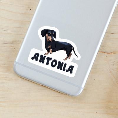 Sticker Antonia Dachshund Image