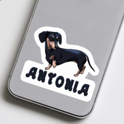 Sticker Antonia Dachshund Gift package Image