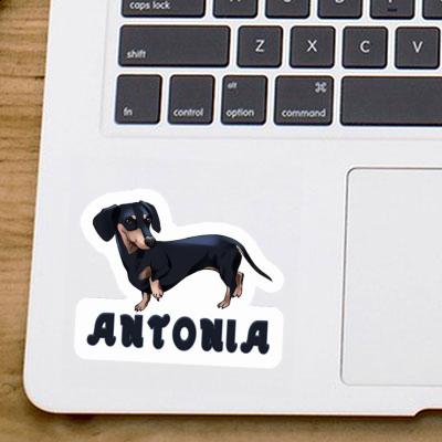 Sticker Antonia Dachshund Laptop Image