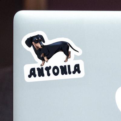 Sticker Antonia Dachshund Gift package Image