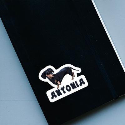 Sticker Antonia Dackel Notebook Image