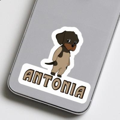 Sticker German Wirehaired Antonia Image