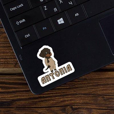 Sticker German Wirehaired Antonia Laptop Image