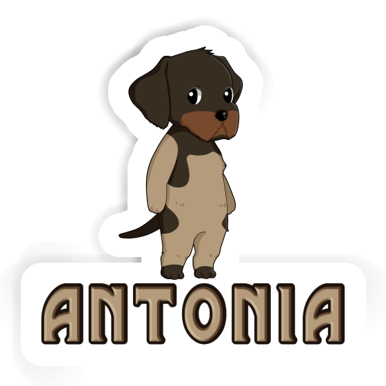 Sticker German Wirehaired Antonia Gift package Image