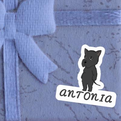 Sticker Giant Schnauzer Antonia Laptop Image