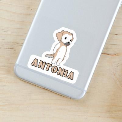 Antonia Sticker Golden Retriever Gift package Image