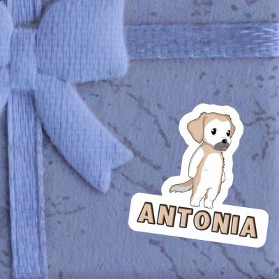 Antonia Sticker Golden Retriever Gift package Image