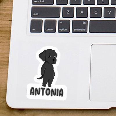 Labrador Sticker Antonia Image