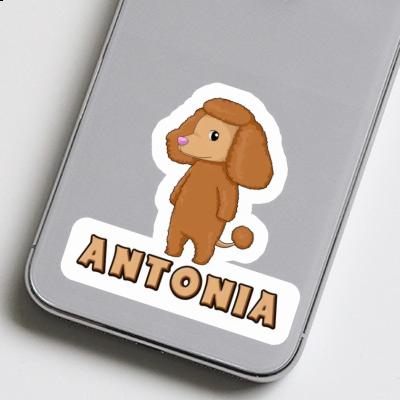 Antonia Sticker Poodle Image