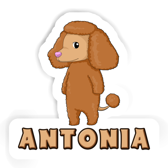 Antonia Autocollant Caniche Image