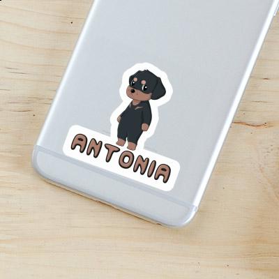 Sticker Rottweiler Antonia Laptop Image