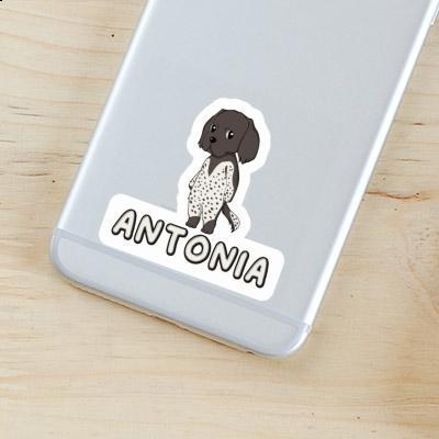 Small Munsterlander Sticker Antonia Laptop Image