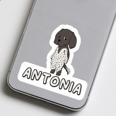 Small Munsterlander Sticker Antonia Laptop Image