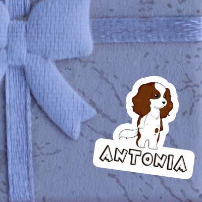 Autocollant Cavalier King Charles Spaniel Antonia Gift package Image