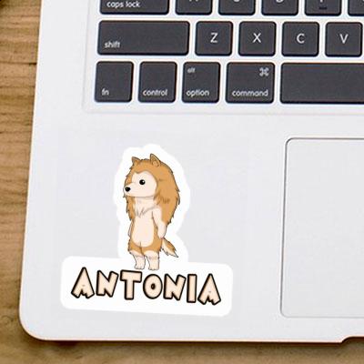 Antonia Sticker Collie Gift package Image