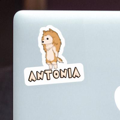 Antonia Sticker Collie Image