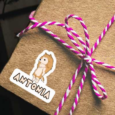 Antonia Sticker Collie Gift package Image