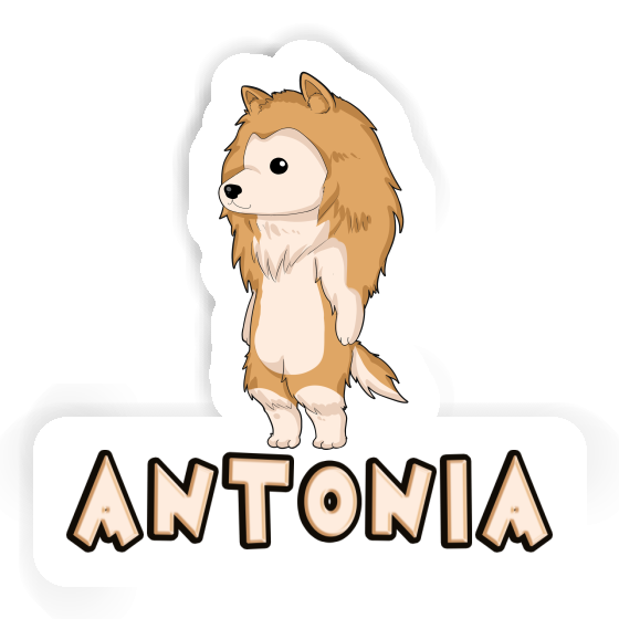 Antonia Sticker Collie Gift package Image