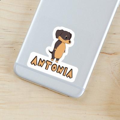 Sticker Dachshund Antonia Image